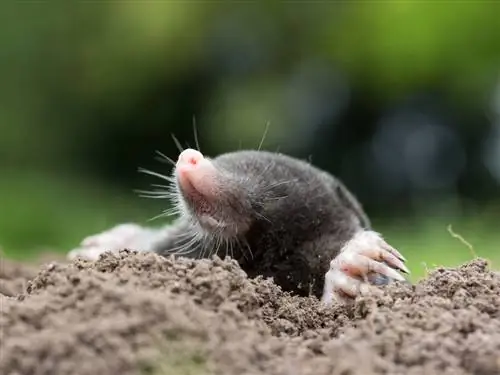 fumigation of moles