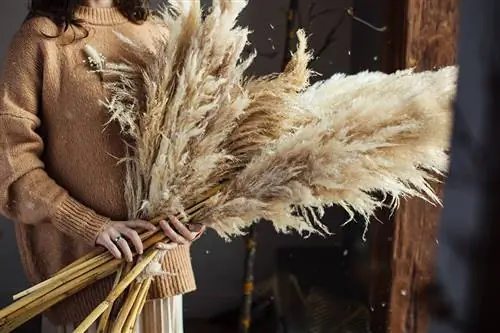 Woman holds dried pampas grass in her hands