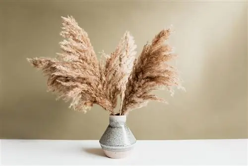 Vase para sa pampas grass: Ang pinakamahusay na mga modelo sa isang sulyap