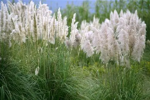 Hedge na gawa sa pampas grass bilang isang privacy screen