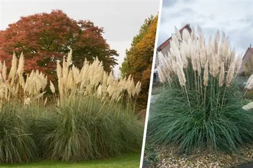 Grama dos pampas plantada como cerca viva para privacidade