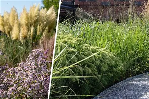 Capim-dos-pampas como canteiro herbáceo com ásteres e sedum