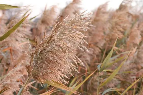 Rumput pampas merah muda