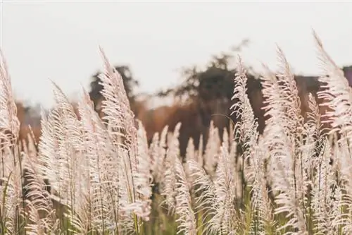 Roza sorta pampas trave Rosa Feder