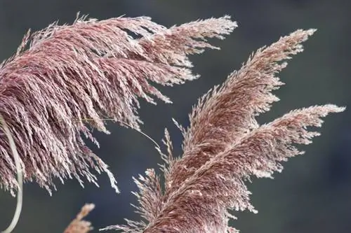 Ružičasta sorta pampas trave Rosea