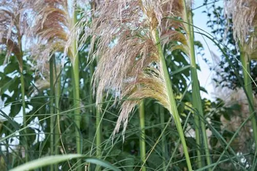 Pink pampas grass ποικιλία Scarlet Wonder