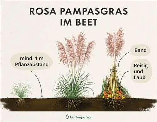 Bagaimana rumput pampas merah muda ditanam di tempat tidur dan melewati musim dingin