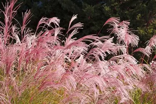 Hierba de la Pampa Alternativa Miscanthus Flamenco Rosado