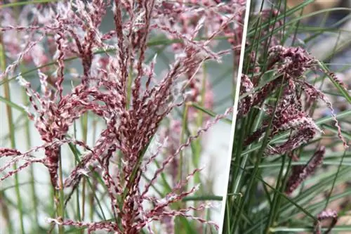 Loại Miscanthus Boucle