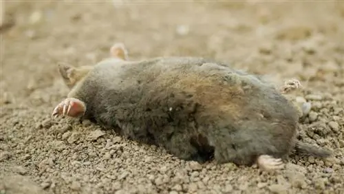 Gazage des taupes : est-ce autorisé et comment ça marche ?