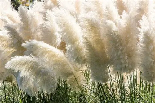 White pampas grass