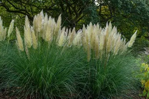 Small pampas grass Pumila