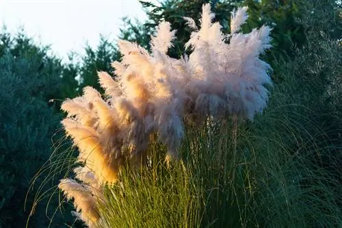 Pērciet pampas zāli: šķirnes, augšanas un atrašanās vietas padomi