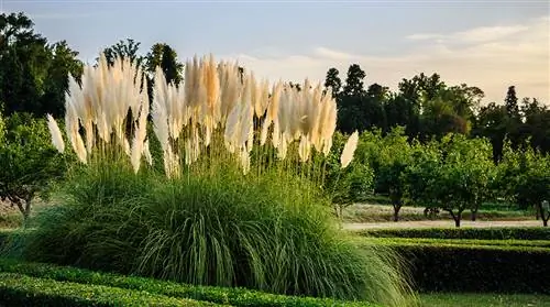 Rumput pampas besar