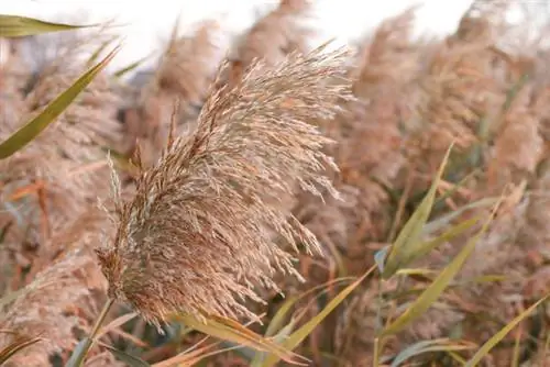 Pink pampas græs