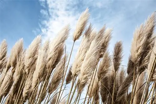 Pampas grass XXL: mga varieties, pangangalaga at lokasyon sa isang sulyap