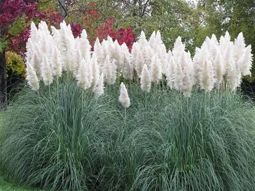 Pampas zāle b altā krāsā: populāras šķirnes un to īpašības