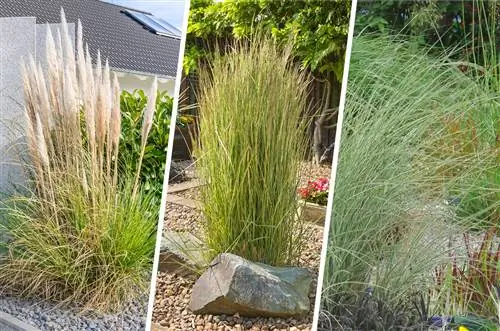 Erba di pampa nel giardino roccioso