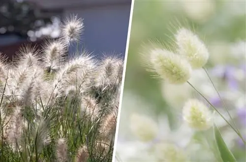 Пампа чөптөрүнө альтернатива катары Pennisetum чөп жана коён куйругу чөптөр