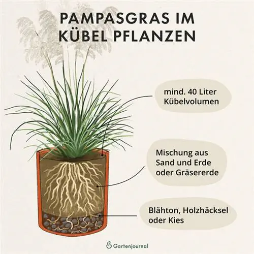 Plant pampasgras in 'n pot as 'n illustrasie