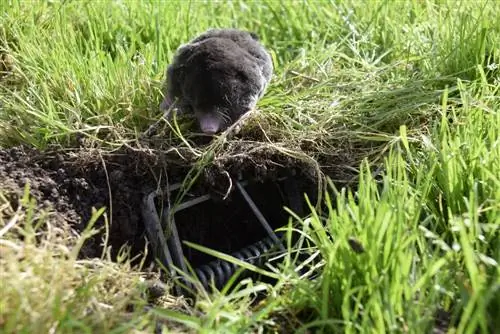 Mol in de tuin: wat te doen zonder hem te doden?