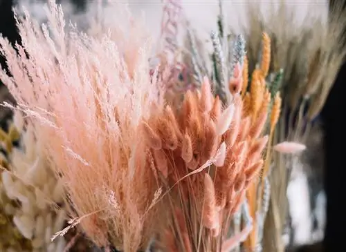 Geverfd pampagras en andere gedroogde bloemen zoals konijnenstaartgras in glazen vazen