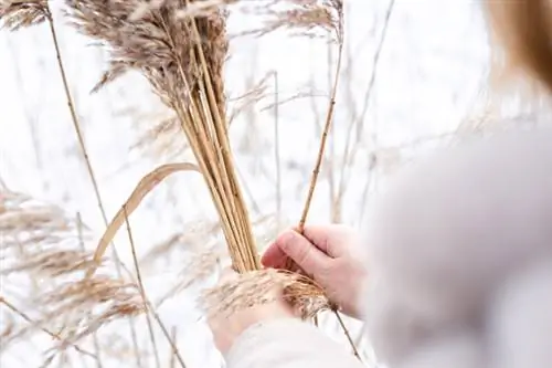 Pampas græs høstes af en kvinde om vinteren