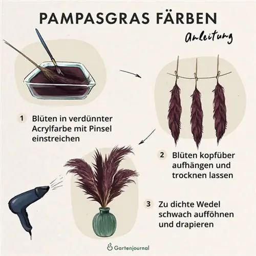 Instructies voor het verven van pampasgras ter illustratie