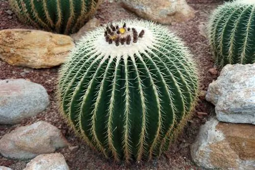 Asiento de suegra: Planta y cuida el cactus bola de oro