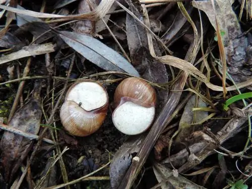 siput di musim dingin