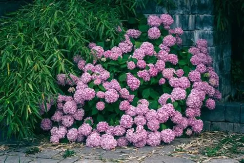 Geskikte plante vir bamboes: Kombineer in beddings en potte