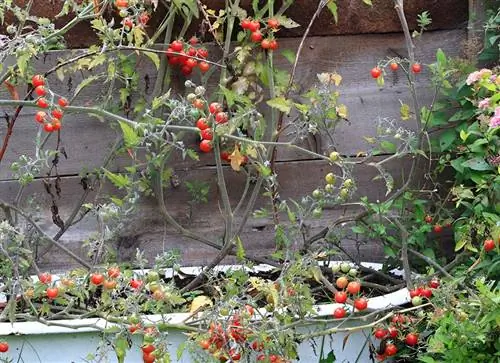 Red wild tomatoes grow in the garden