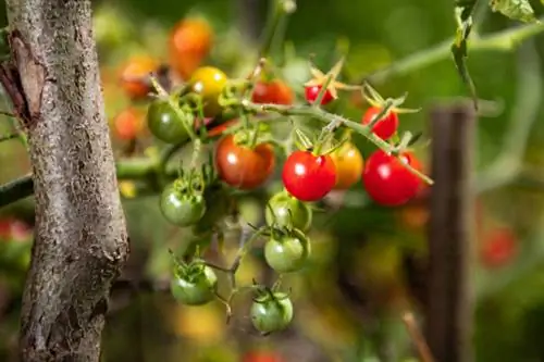 Tomate Selvagem Tomate Selvagem Peruano