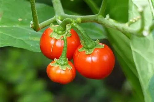 Tomate Selvagem Comedor de Homens Tomate Poro Poro