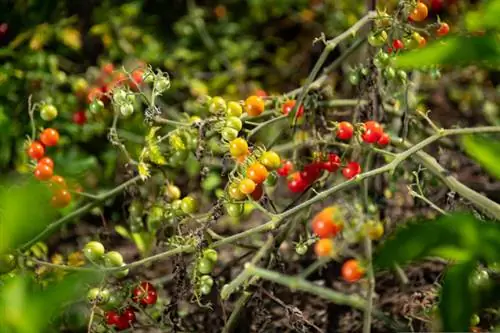 Red wild tomato, red currant or red currant