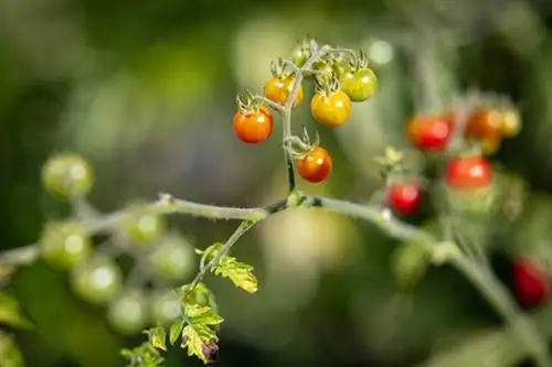 Mármore Vermelho Tomate Selvagem