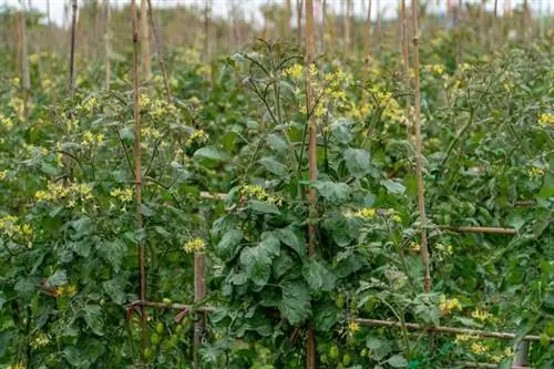 Trellis for wild tomatoes made from bamboo sticks