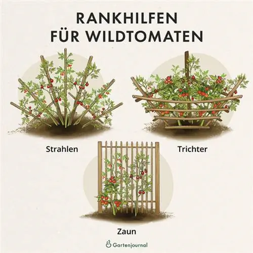 Trellis for wild tomatoes as an illustration