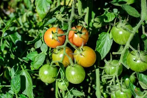 Dilaw na ligaw na kamatis Bolivian fruit tomato