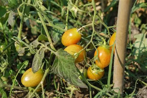 Tomate Selvagem Amarelo Tomate Selvagem de Galápagos