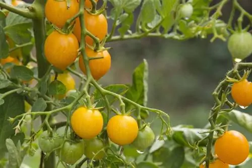 Tomate selvagem amarelo Groselha amarela