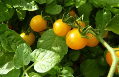 Wild tomato Golden Currant