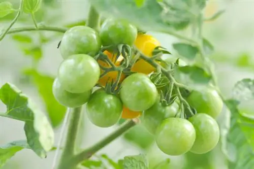 Yellow wild tomato Kenyan wild tomato Tindindogo