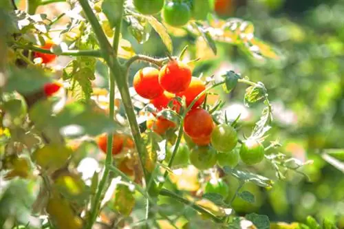 Red wild tomato Barbaniaka