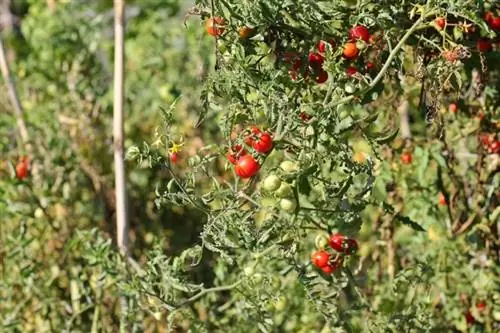 Red Wild Tomato Currant Sweet Pea