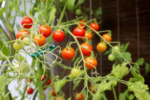 Red wild tomato Humboldtii