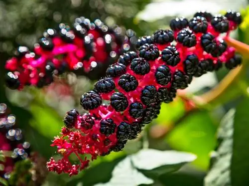 Pokeweed: مبارزه کنید یا از گیاهان سمی چند ساله استفاده کنید؟