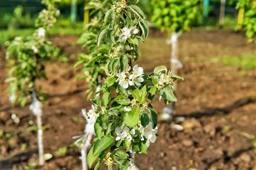 Pomme pilier : profil, plantation et entretien en un coup d'œil