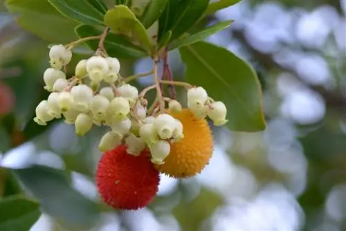 pokok strawberi