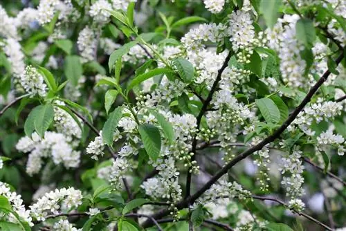 Piantare e prendersi cura del ciliegio selvatico: consigli per i giardinieri amatoriali